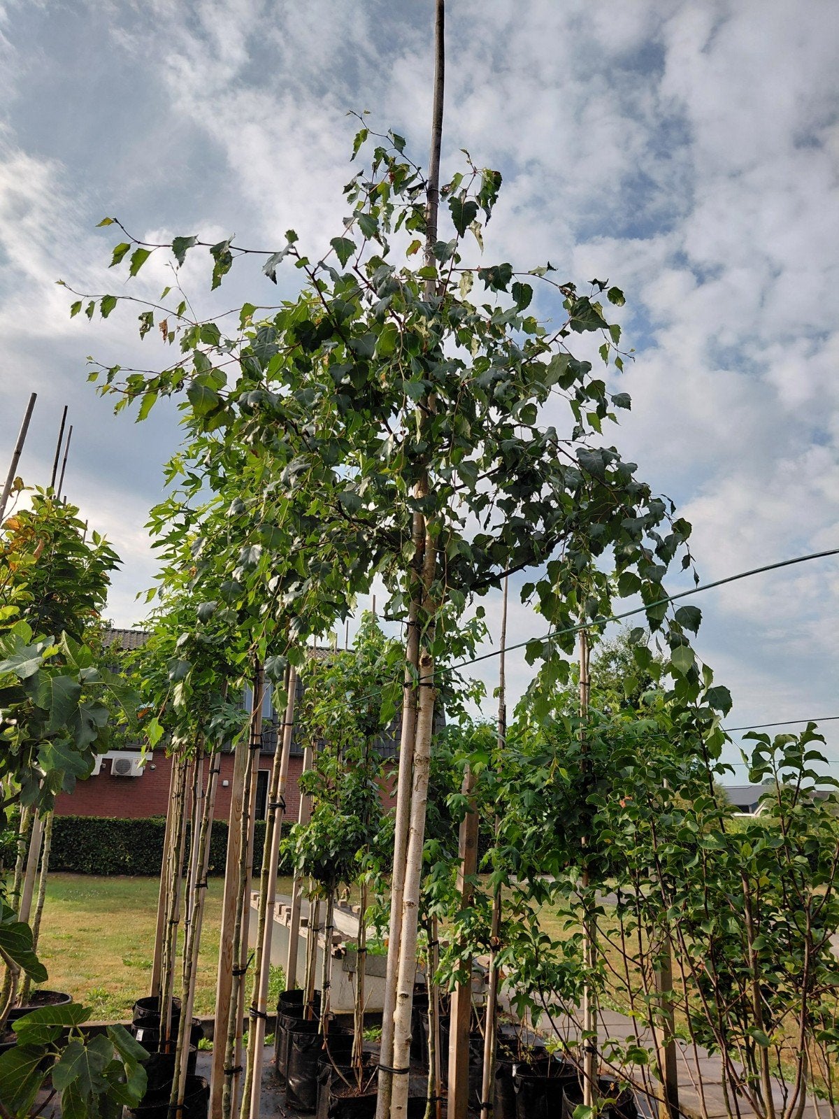 Berk (Betula pendula), Overige soorten, Lente, 250 tot 400 cm, Ophalen