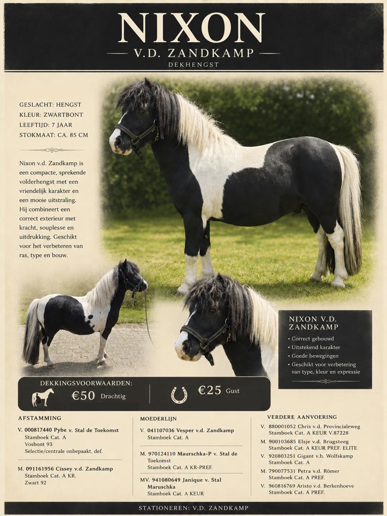 ter dekking Shetlander palomino hengst en bonte dek hengst, Dieren en Toebehoren, Hengst