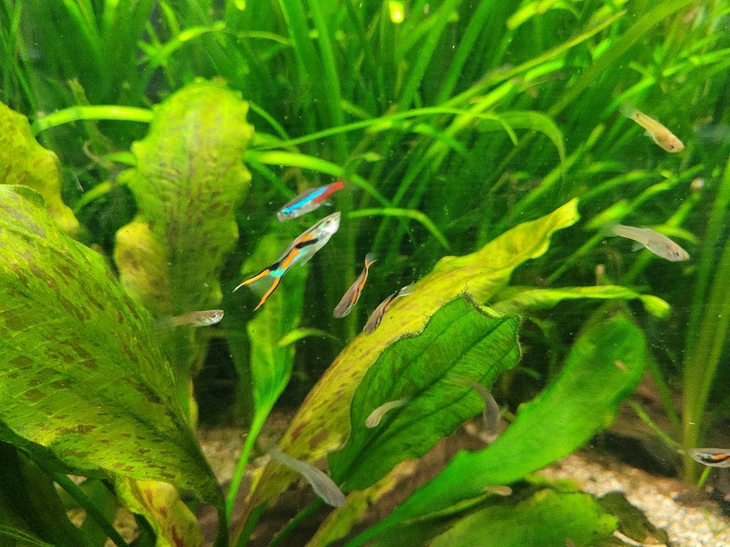 Endler guppen en Pleco's (?), Vis, Zoetwatervis