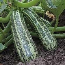 Courgette, gewone en gestreept, Tuin en Terras, Ophalen, Eenjarig, Groenteplanten, Volle zon
