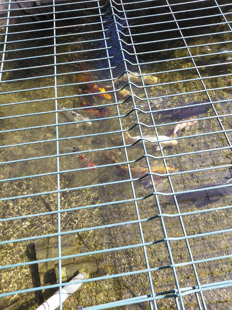 Koi karpers, Dieren en Toebehoren, Karper of Koi