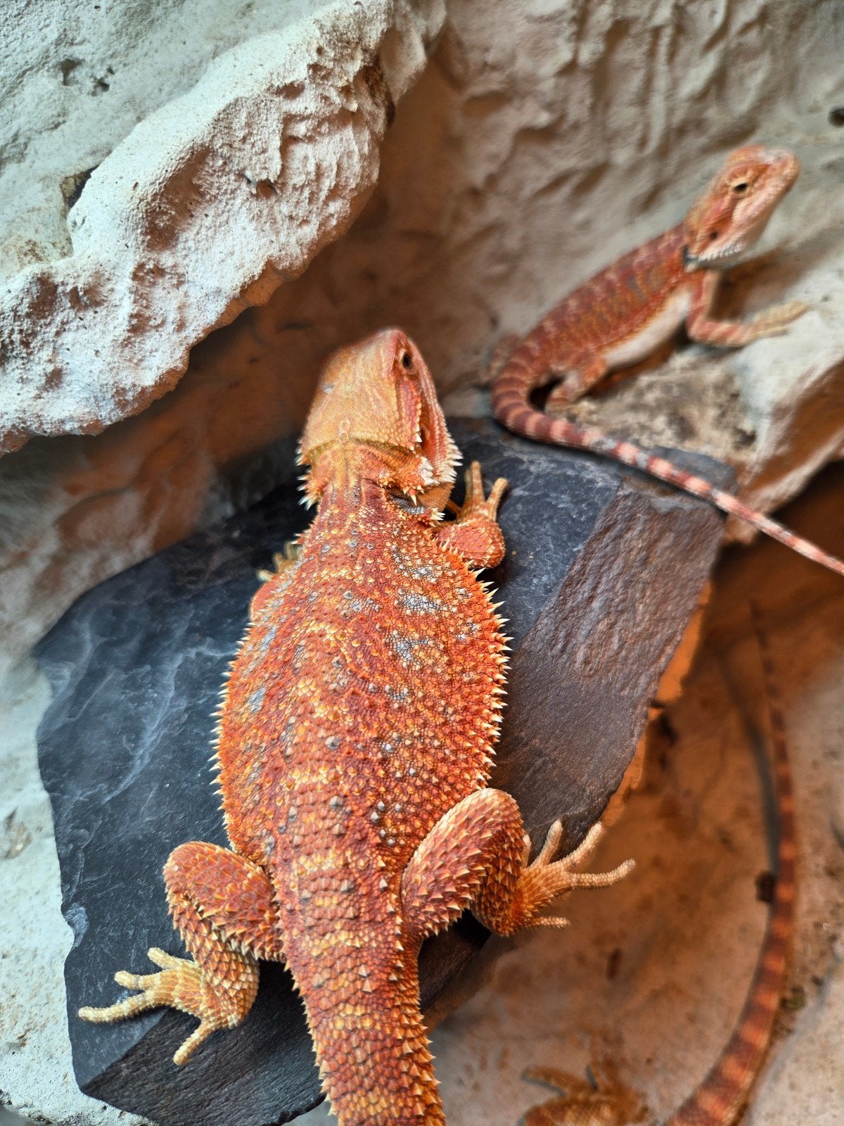 spanish red baardagaam mannetje aangeboden, Hagedis, Tam, 0 tot 2 jaar