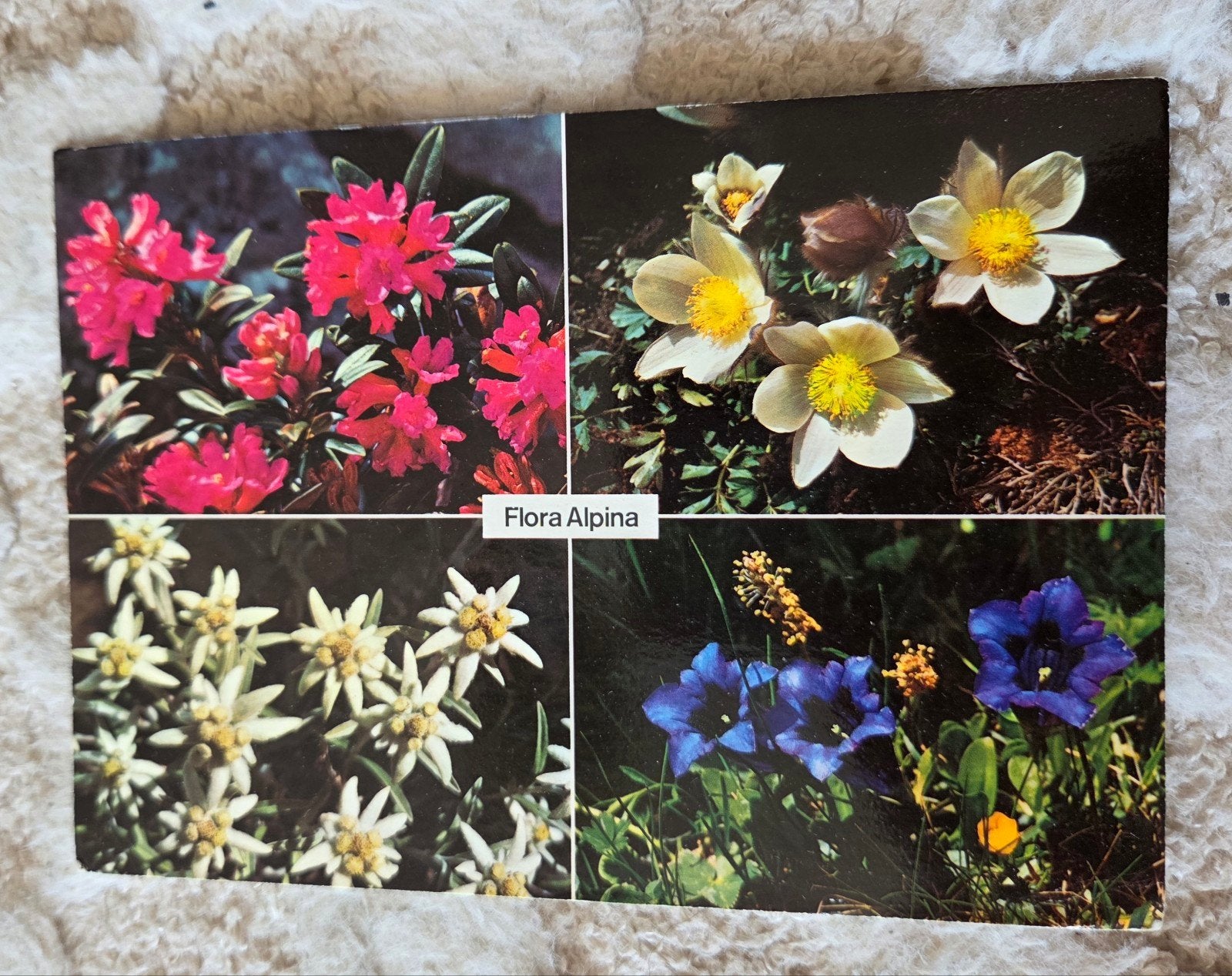 Flora Alpina - Alpenbloemen, Verzenden, 1980 tot heden, Gelopen, Overige thema's