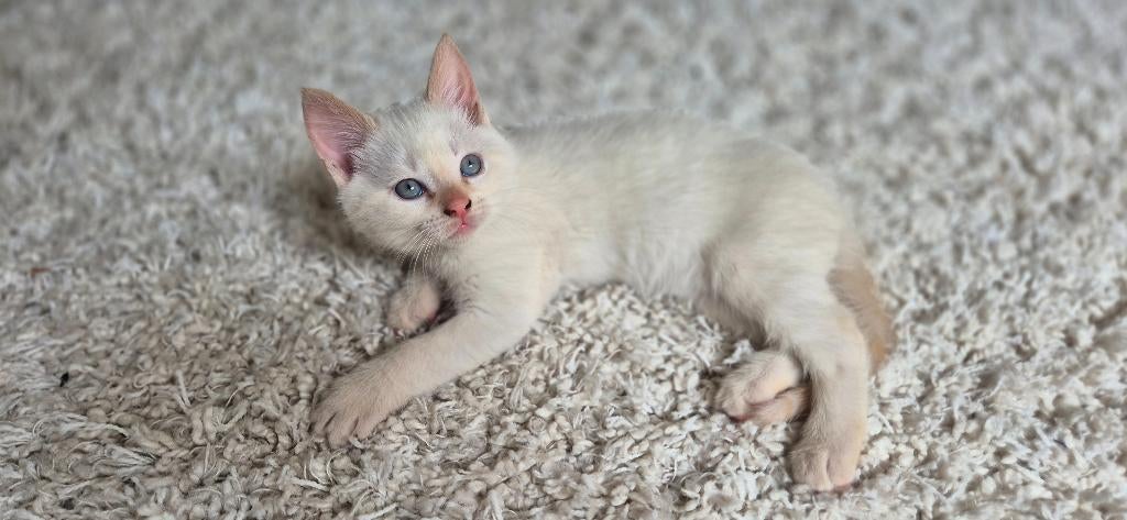 1 schattig katertje te koop voor €500, Dieren en Toebehoren, Kater, Ontwormd, 0 tot 2 jaar
