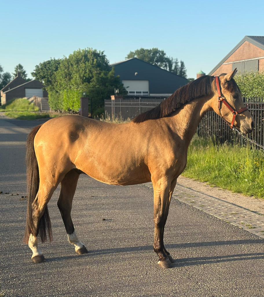 Super gave 3 jarige ruin, Dieren en Toebehoren, Pony's, Ruin, 3 tot 6 jaar