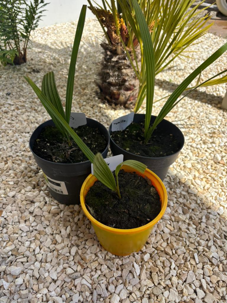Chamearops Humillis palm, Ophalen, Bloeit niet, Overige soorten, Volle zon