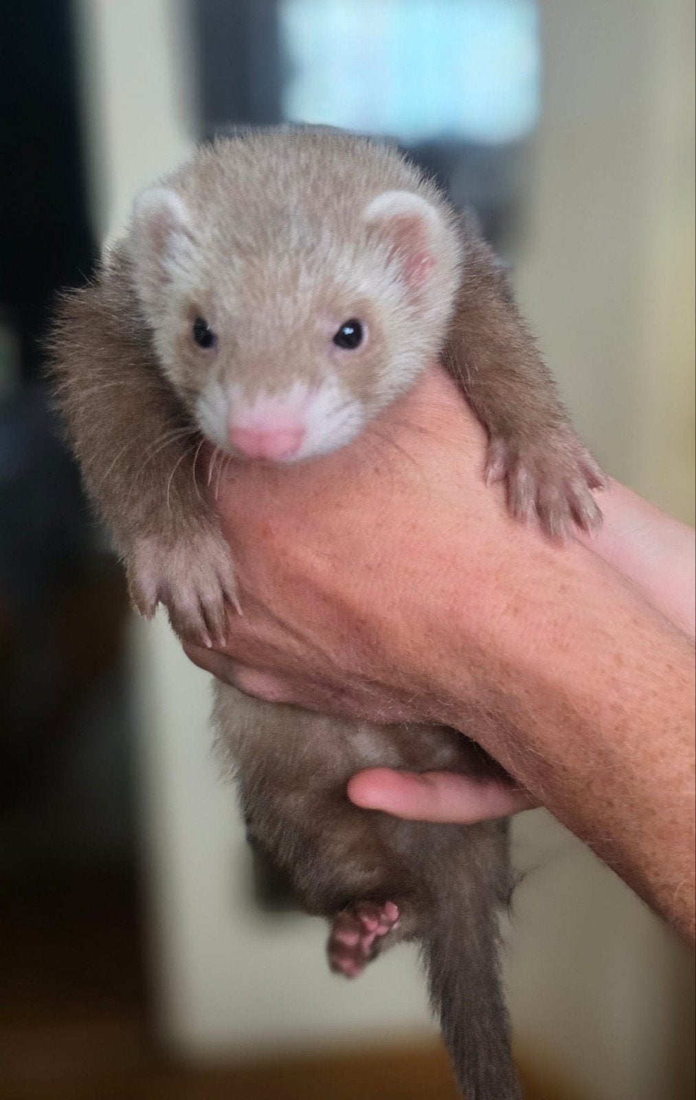 Lieve jonge fret 9 weken, Dieren en Toebehoren, Juli, Mannelijk