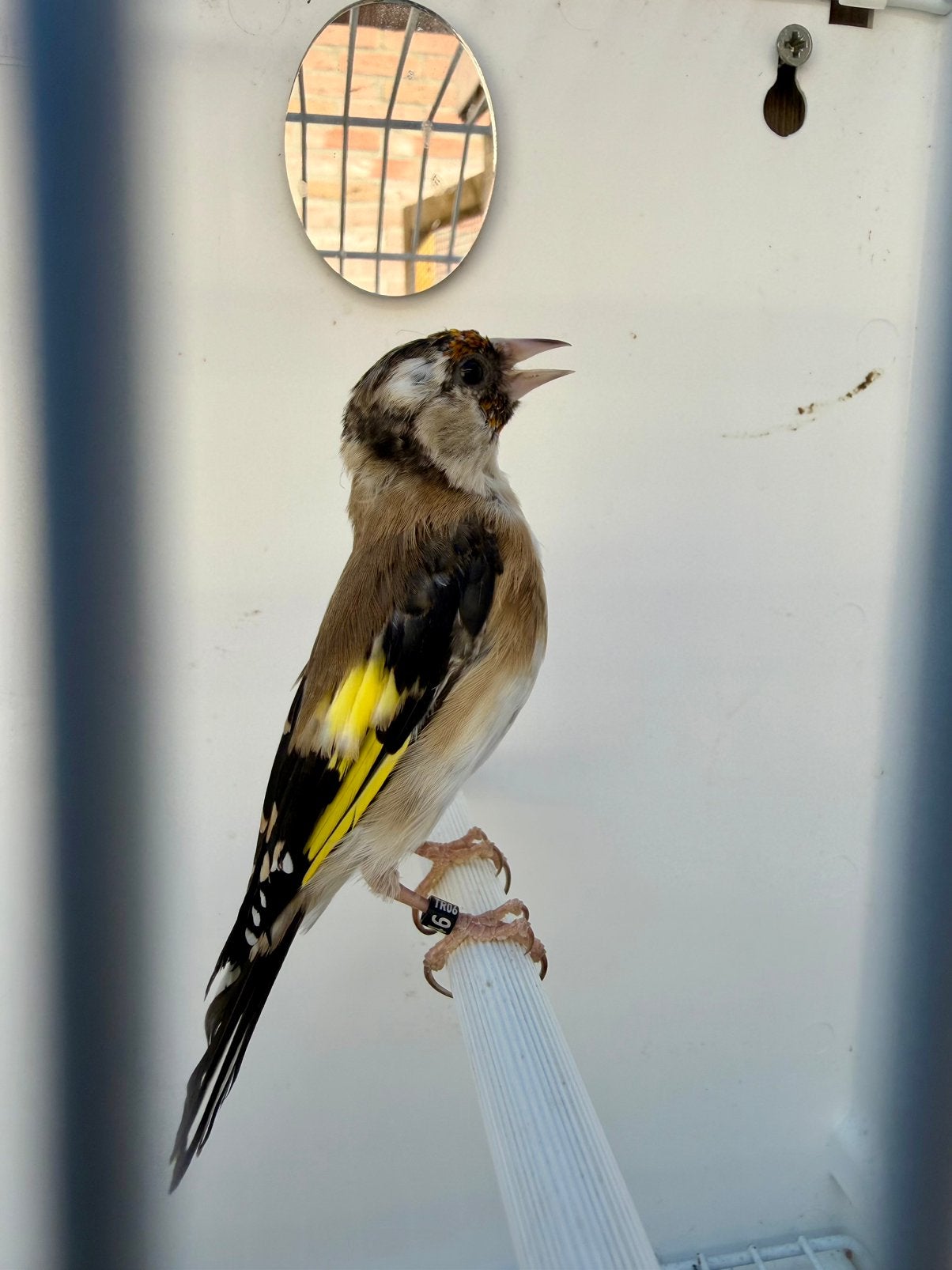 Parva putter pop, Vrouwelijk, Wildzangvogel, Geringd