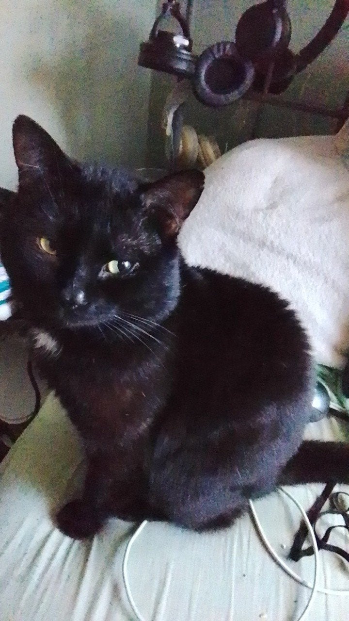 Liefdevol nieuw thuis gezocht voor Loki (2 jaar), Kater, Kortharig, 0 tot 2 jaar