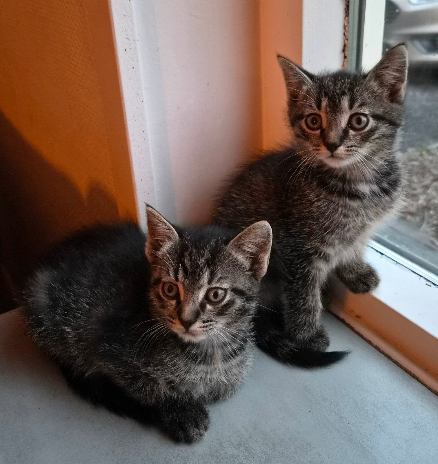 2 lieve kittens zoeken goed thuis, Meerdere dieren, Kortharig, 0 tot 2 jaar