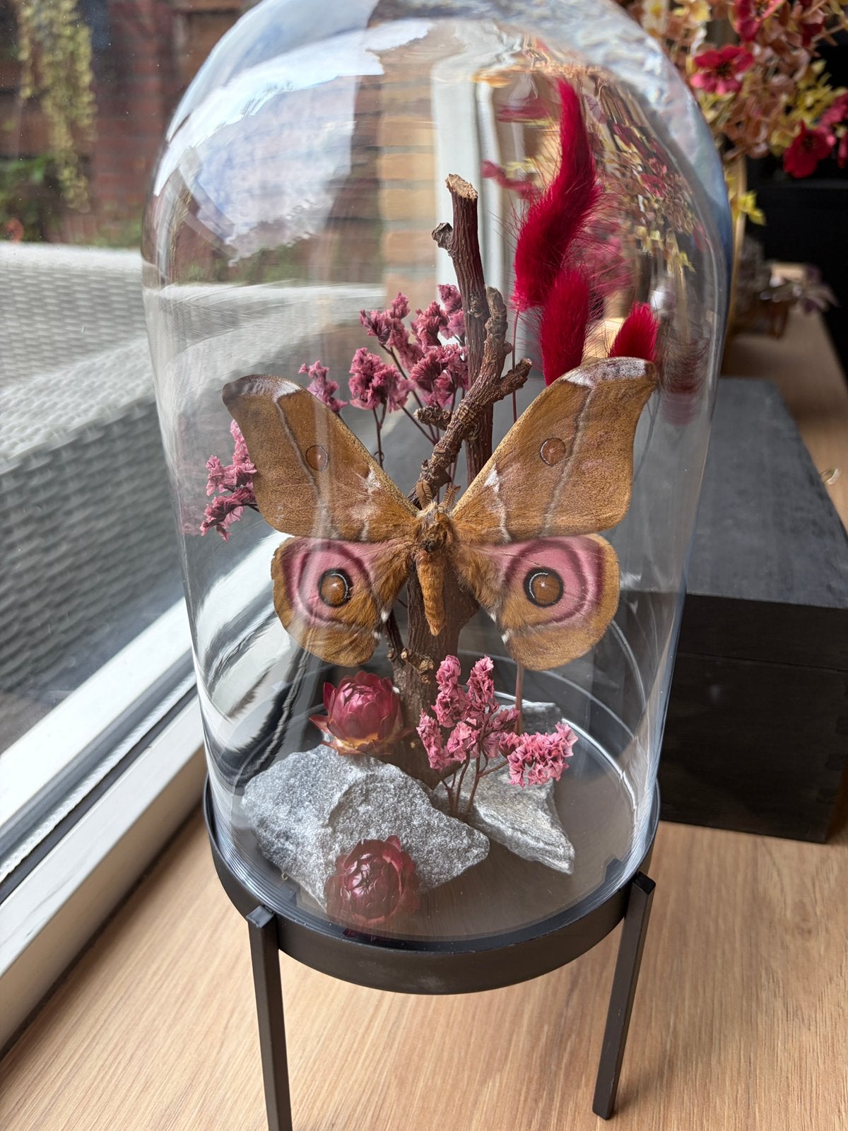 Mot opgezet/ taxidermie Antherina Suraka in stolp, Ophalen, Nieuw, Insect, Opgezet dier