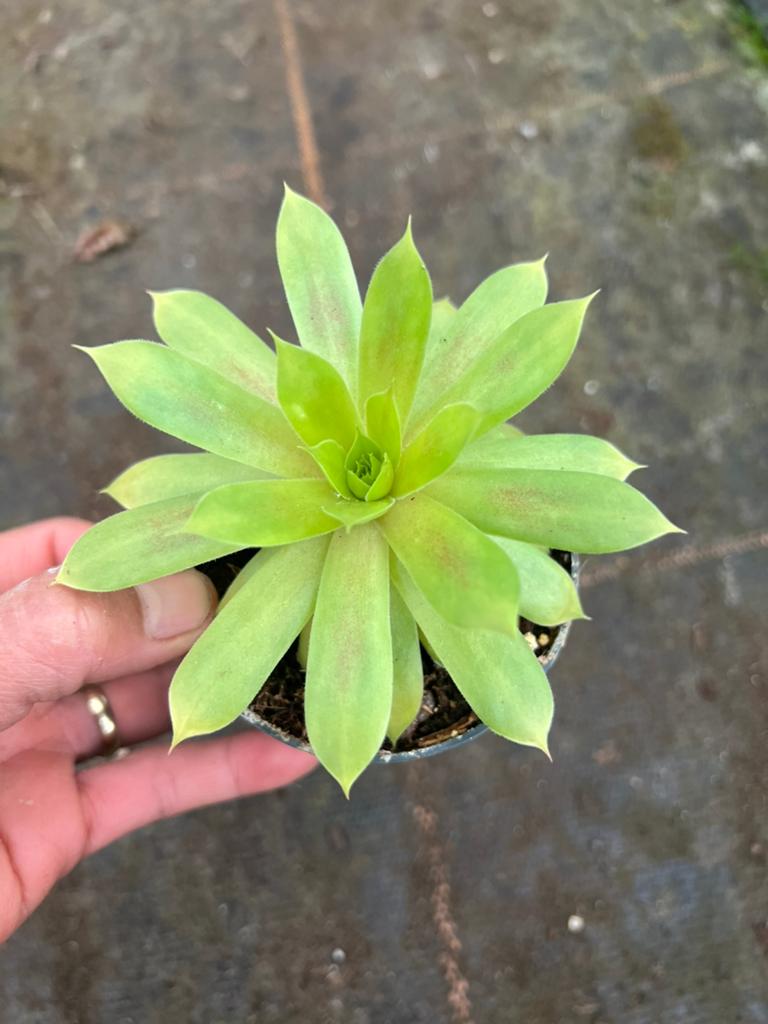 Sempervivum, Ophalen of Verzenden, Overige soorten, Volle zon