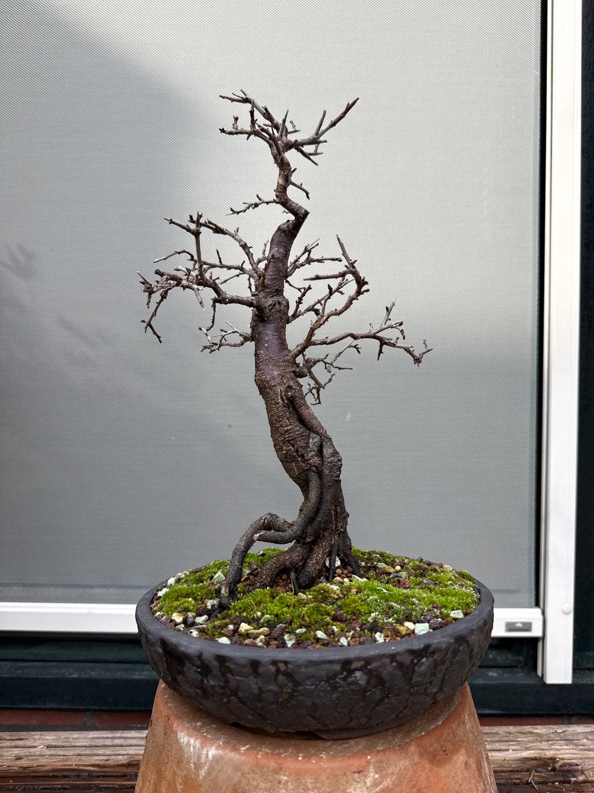 Sleedoorn Bonsai, Bloeit niet, Halfschaduw, Minder dan 100 cm, Overige soorten