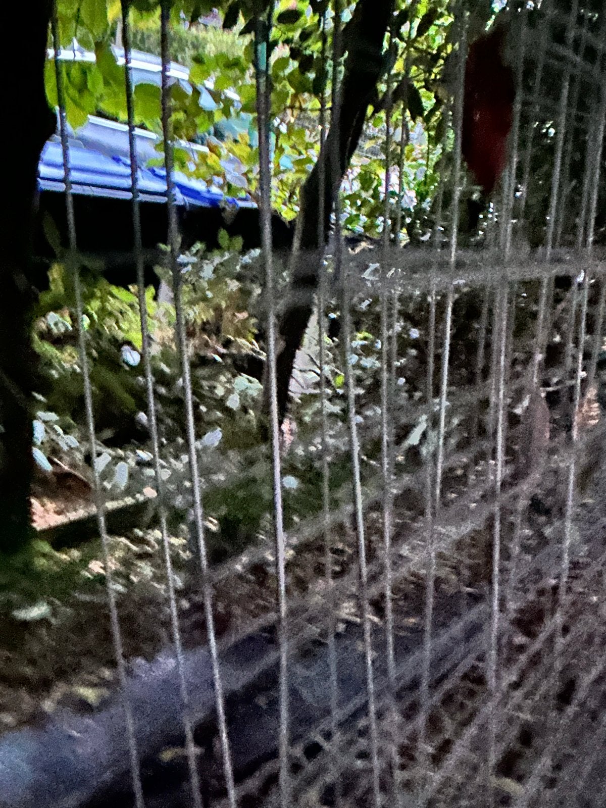 Tuingaas 2x1 meter - 5 stuks, Ophalen, Gebruikt, Minder dan 10 meter, Gaas
