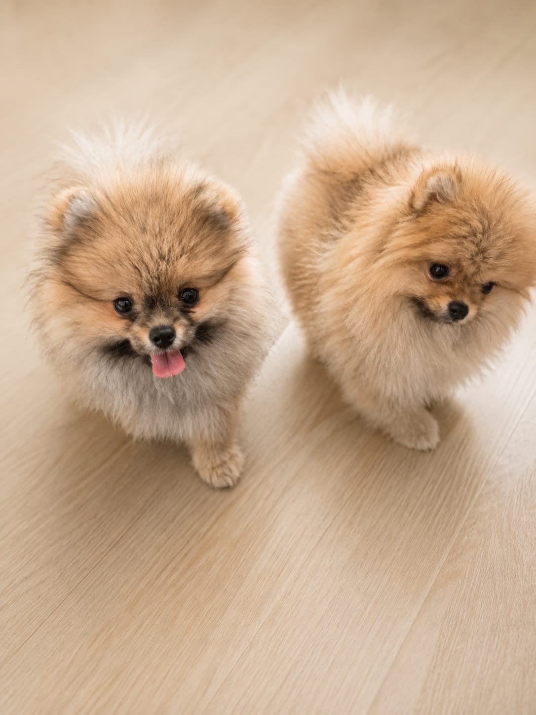 Prachtige pomeriaan pups te koop, Particulier, 15 weken tot 1 jaar, Buitenland, Meerdere
