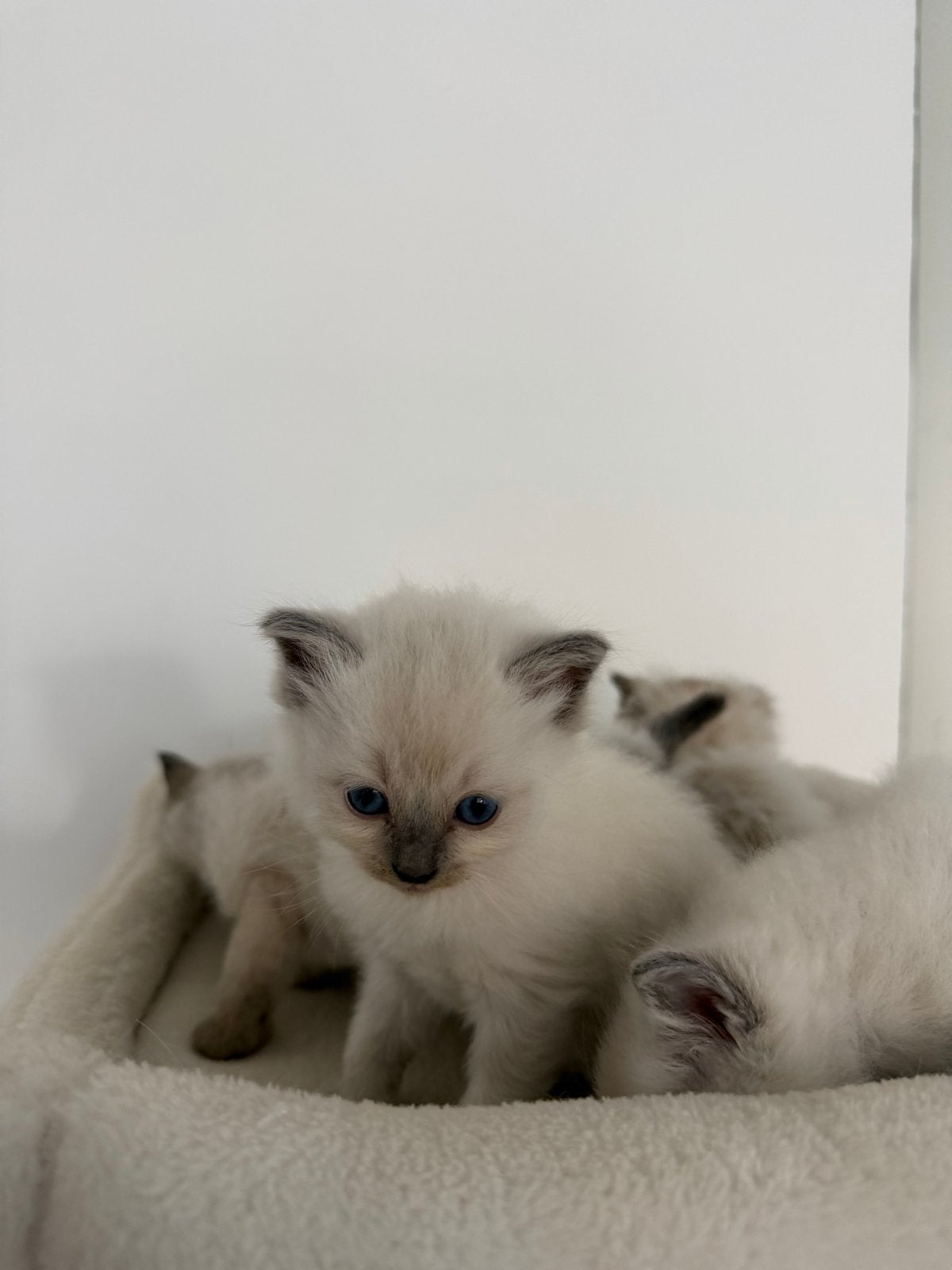 Ragdoll kittens, 0 tot 2 jaar