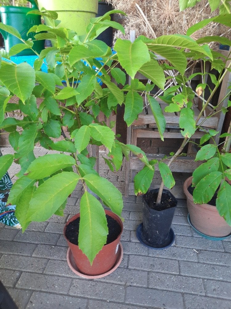 walnotenboom walnoten boompjes biologisch, Ophalen, Minder dan 100 cm, Lente, In pot