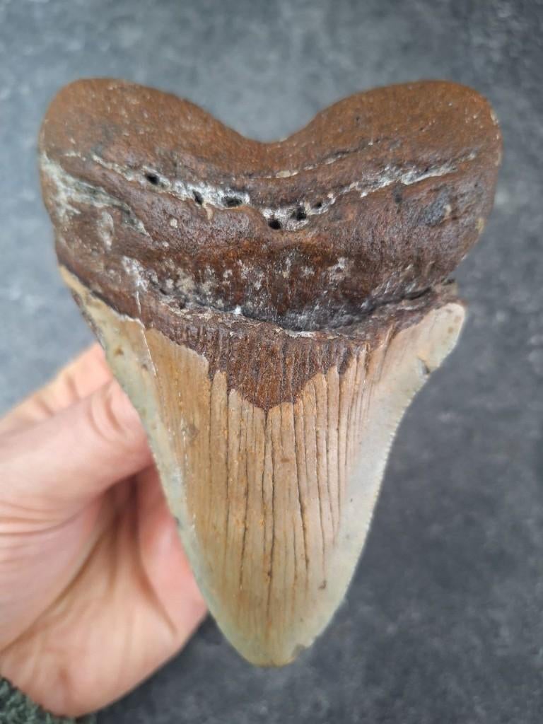 MEGALODON TAND USA	243	gr	12.4x8.9x2.6cm *DIKKE*, Ophalen of Verzenden, Fossiel
