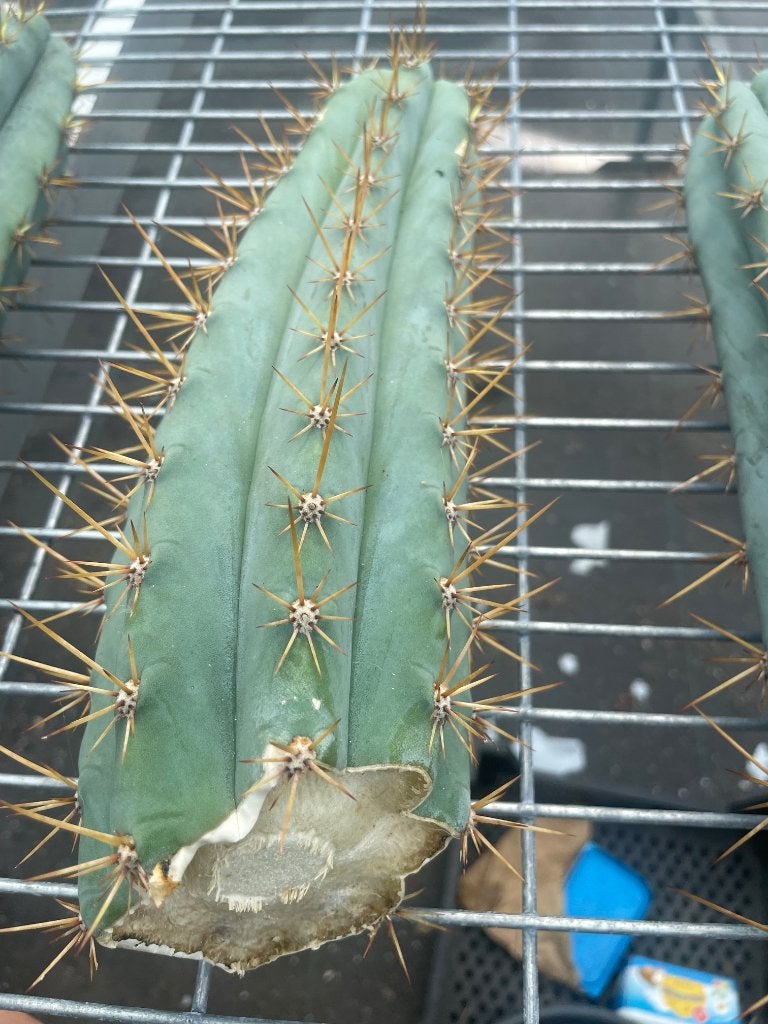 Cactus Tricocereus Peruvianus bare rooted cuttings  25-30 cm, Ophalen of Verzenden, Minder dan 100 cm, Bloeiende kamerplant, Volle zon