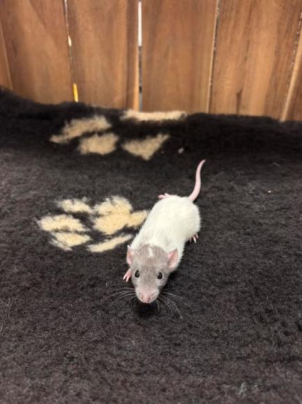 Tamme dwergrat vrouw, Dieren en Toebehoren, Knaagdieren, Vrouwelijk, Rat, Januari, Tam
