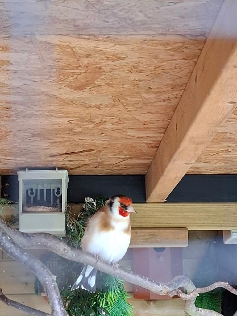 Major putter man 2022, Dieren en Toebehoren, Vogels | Overige Vogels, Mannelijk, Wildzangvogel, Geringd