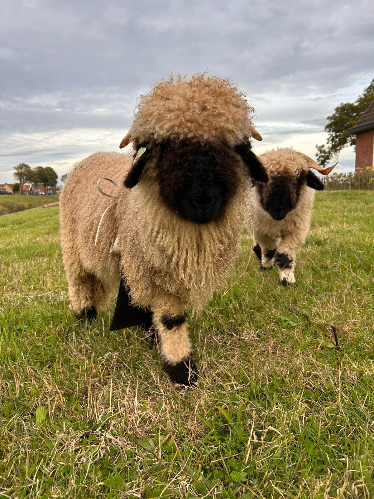 Walliser Schwarznase, Meerdere dieren, Schaap, 0 tot 2 jaar