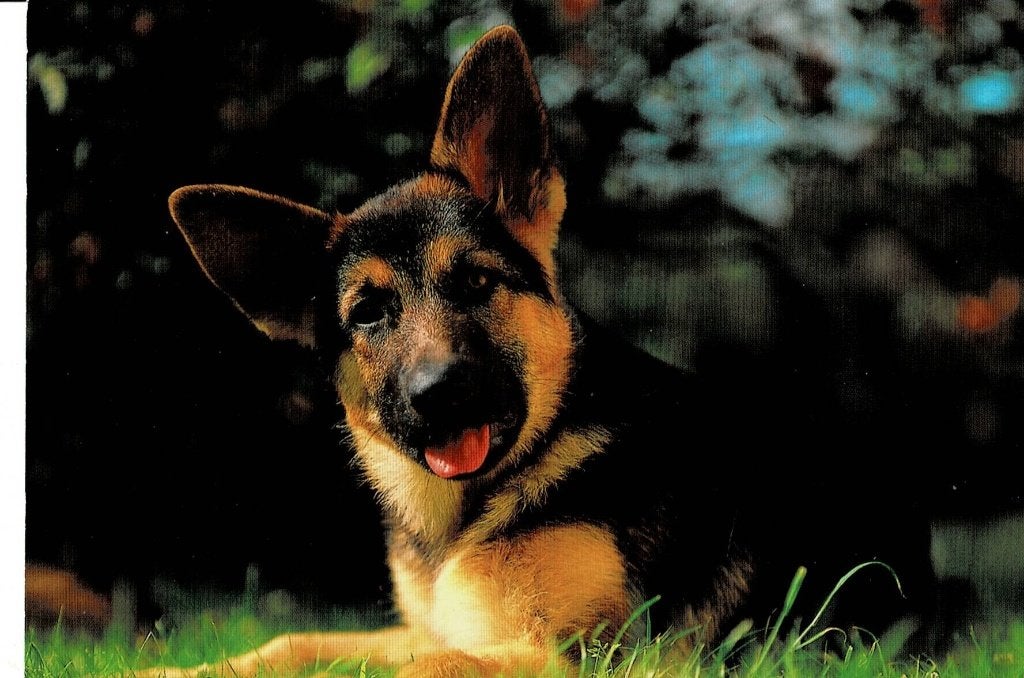 Hond, Ophalen of Verzenden, 1960 tot 1980, Gelopen, Hond of Kat