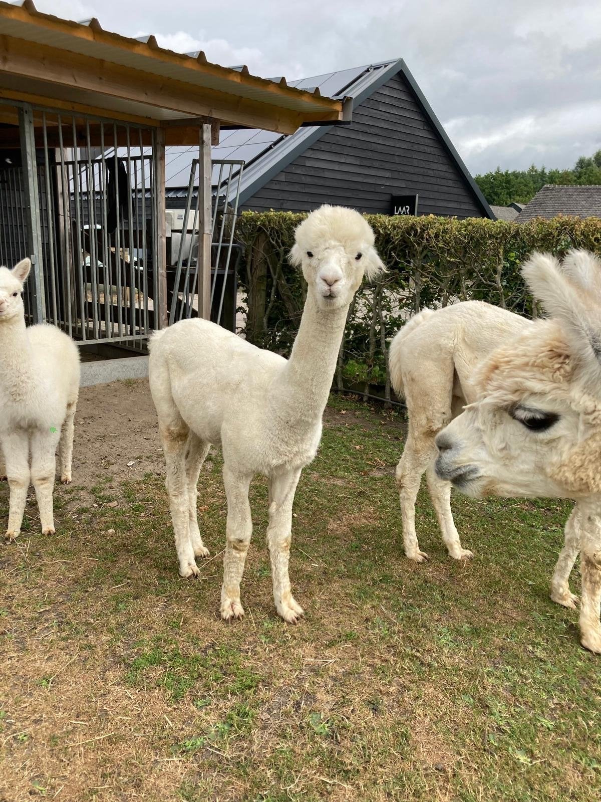 Alpaca Roos (merrie) (geboren 18juli 2025), Dieren en Toebehoren, Overige Dieren, Juli, Vrouwelijk