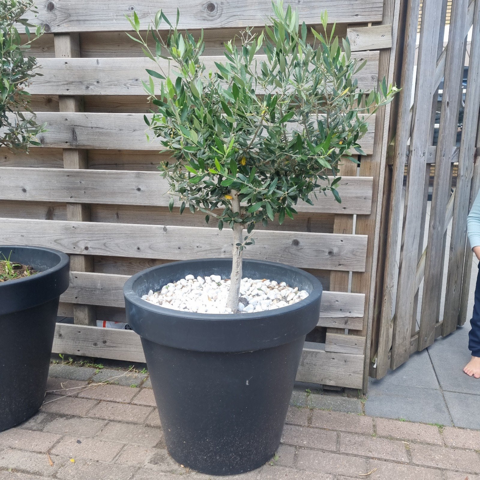 olijfbomen, Tuin en Terras, Ophalen, Kunststof, Rond, Zo goed als nieuw