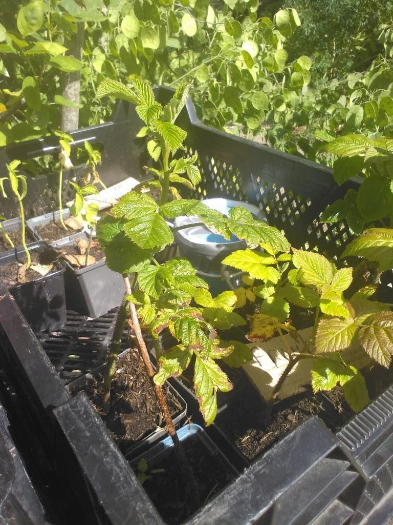 Framboos, stek, Tuin en Terras, Planten | Tuinplanten, Ophalen, Vaste plant, Fruitplanten, Halfschaduw