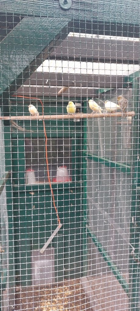 kanaries manen, Dieren en Toebehoren, Mannelijk, Kleurkanarie