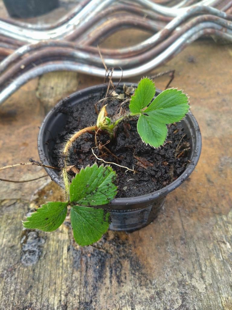 Aardbeien stekjes, Tuin en Terras, Planten | Tuinplanten, Ophalen, Overige soorten, Volle zon