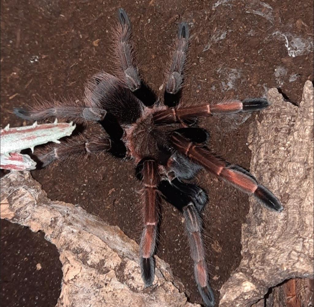 Sericopelma SP. Santa Catalina man, Dieren en Toebehoren, Spin of Schorpioen