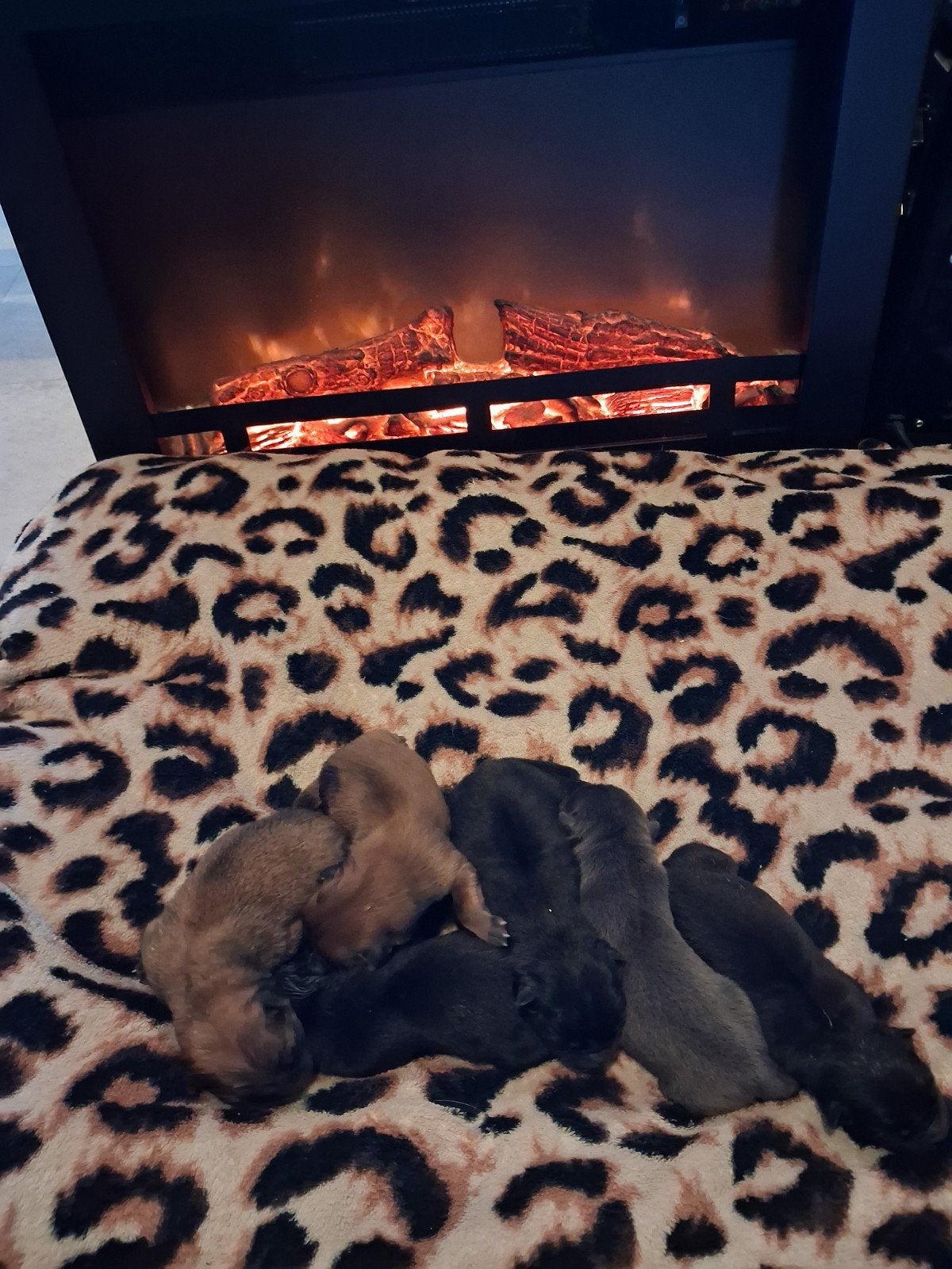 thuisnestje chow chow pups, Dieren en Toebehoren, 8 tot 15 weken, Meerdere, Meerdere dieren, CDV (hondenziekte)