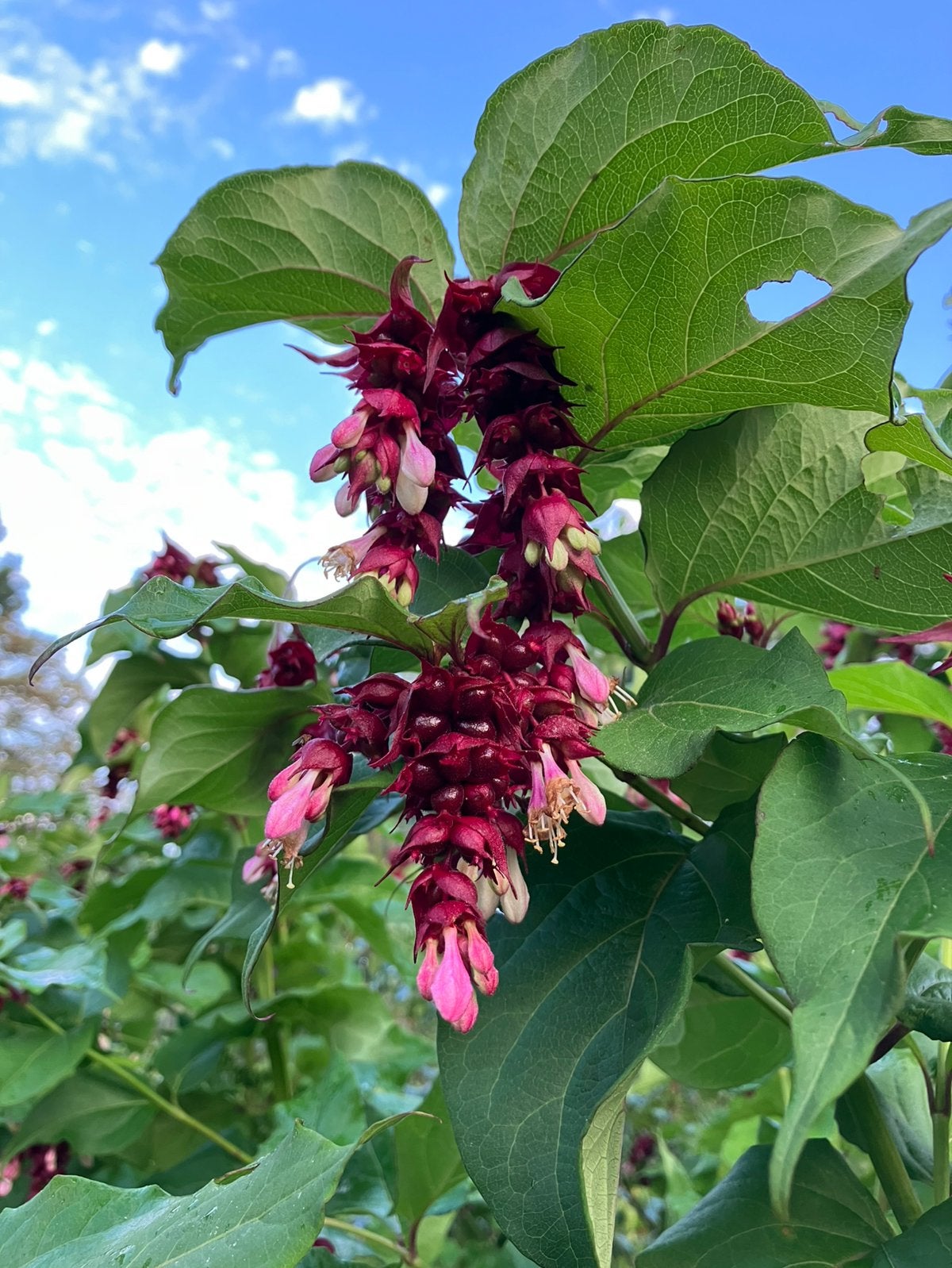 Fazantenbes of Grootmoedersoorbellen BIOLOGISCH, Tuin en Terras, Ophalen, Vaste plant, Fruitplanten