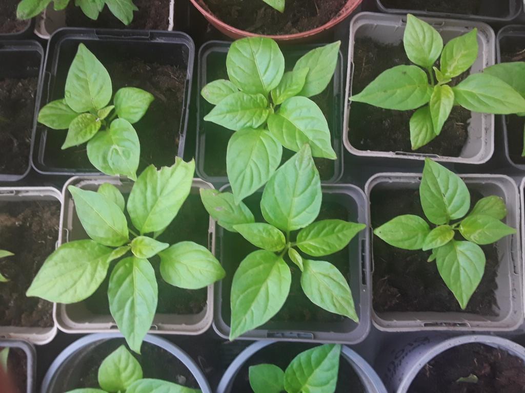 Moestuinplantjes peperplantjes peper madame Jeannette, Tuin en Terras, Planten | Tuinplanten, Eenjarig, Groenteplanten, Volle zon