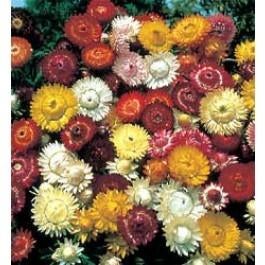 Zaden Helichrysum bracteatum, Verzenden, Volle zon