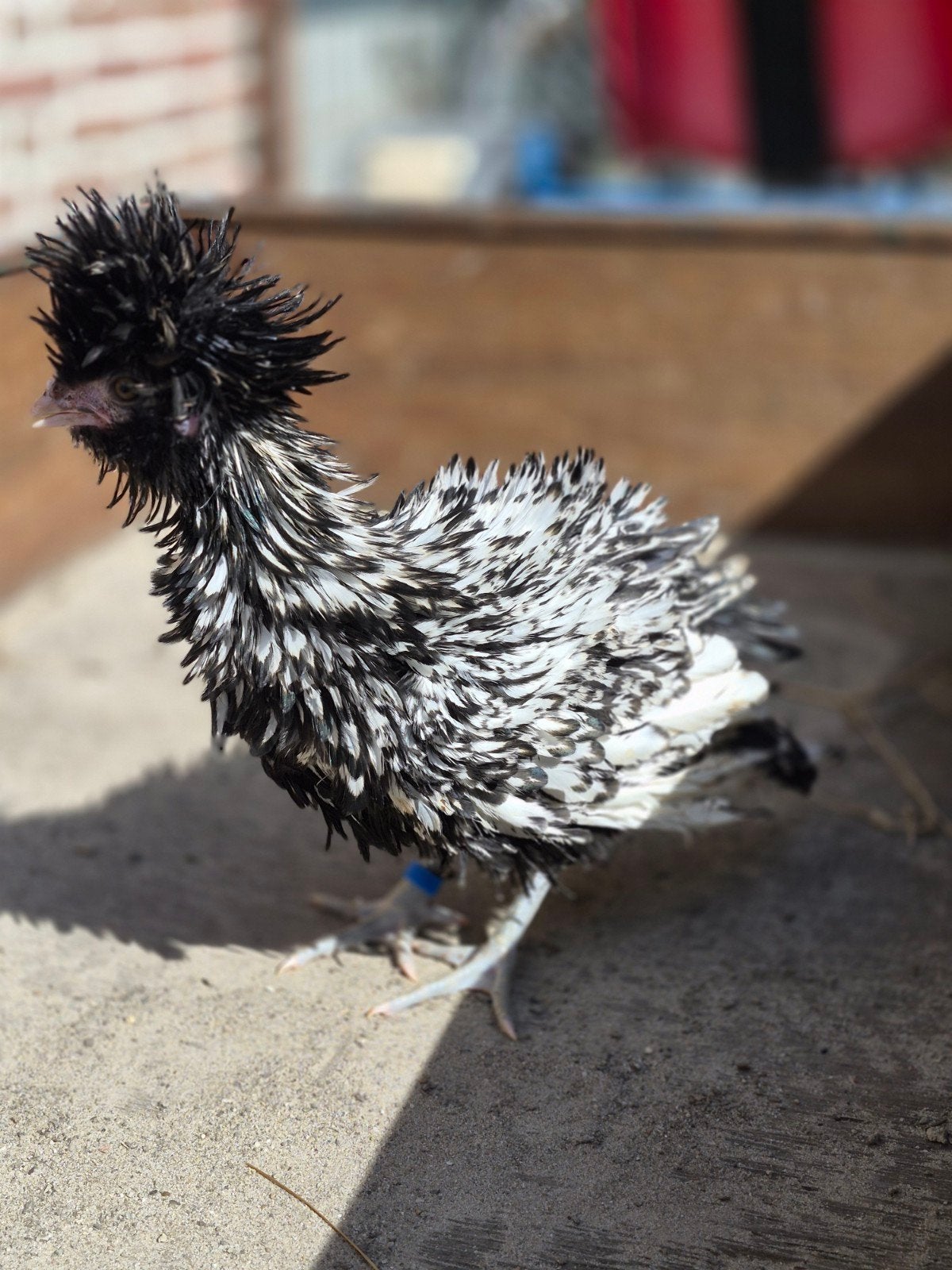 Padua krulveer, Dieren en Toebehoren, Pluimvee, Mannelijk, Kip