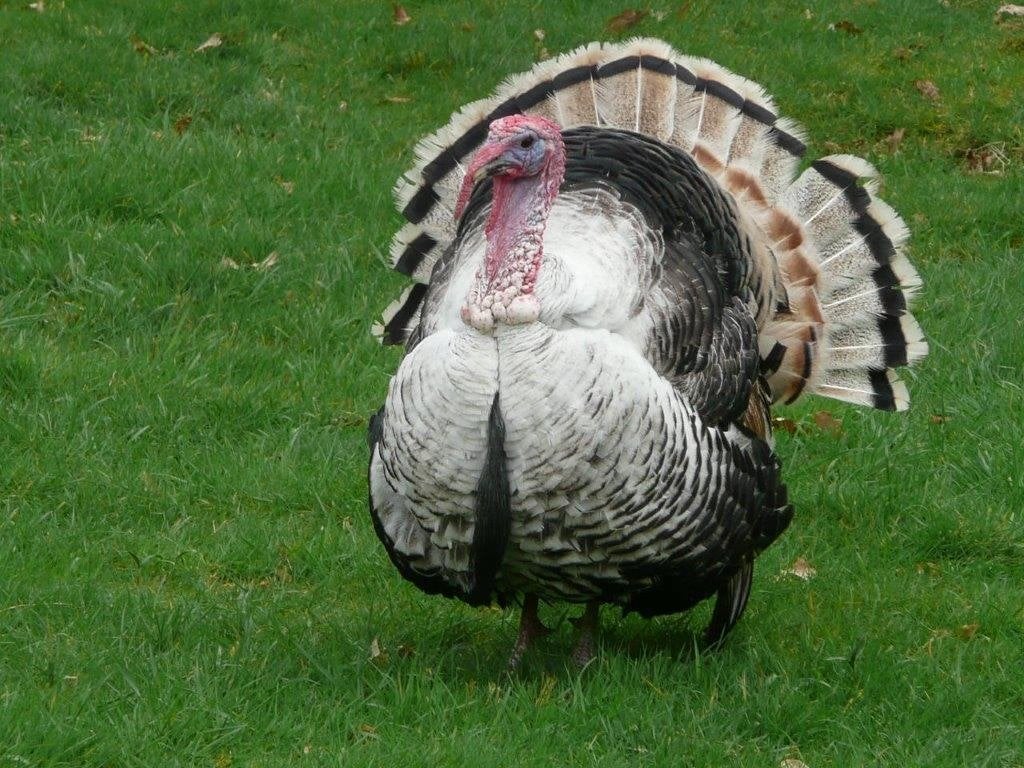 pluimvee kalkoen, Dieren en Toebehoren, Pluimvee, Mannelijk, Kalkoen