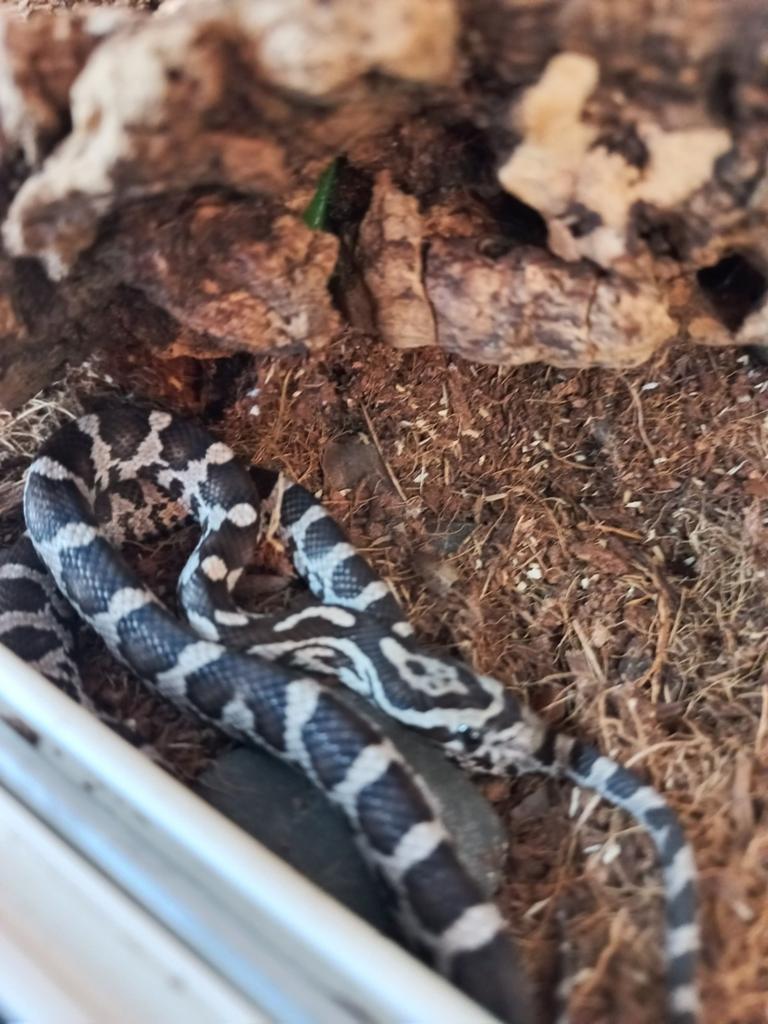 Rattenslang Rat Snake - unknown for sale from De Waterlelie BV