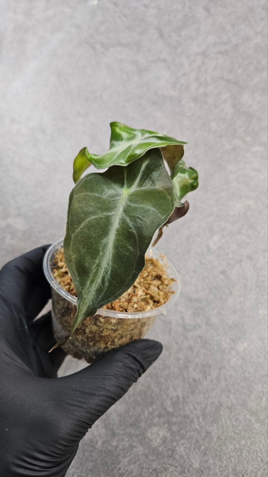 Alocasia 'Venom', Ophalen of Verzenden, Halfschaduw, Minder dan 100 cm