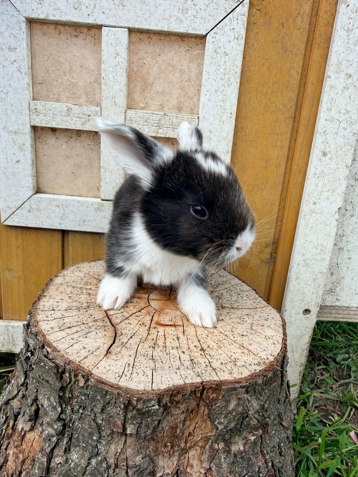 Franse hangoor baby konijntjes, Dieren en Toebehoren, Konijnen, Meerdere dieren, Groot, Hangoor