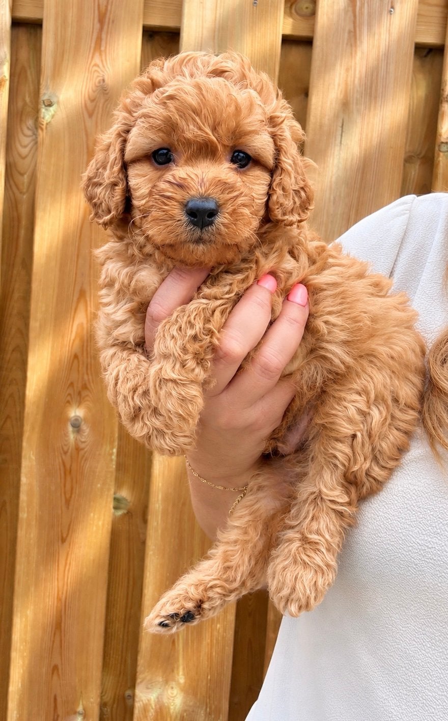 Abrikoos Maltipoo Pups, Overige rassen, Meerdere, Meerdere dieren, Nederland