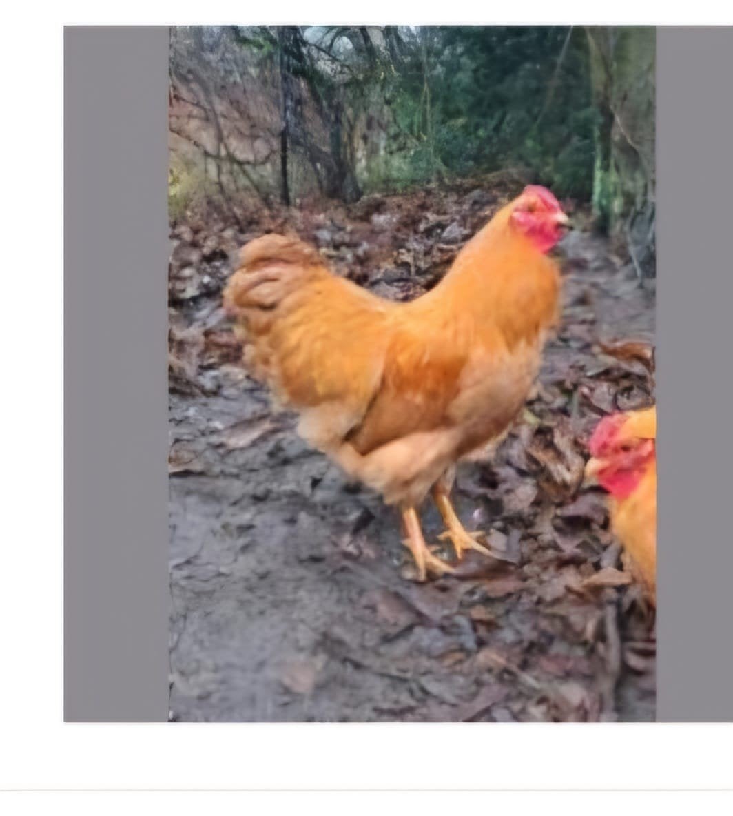 GEZOCHT Wyandotte Buff krielhaan (géén Columbia !), Meerdere dieren, Kip