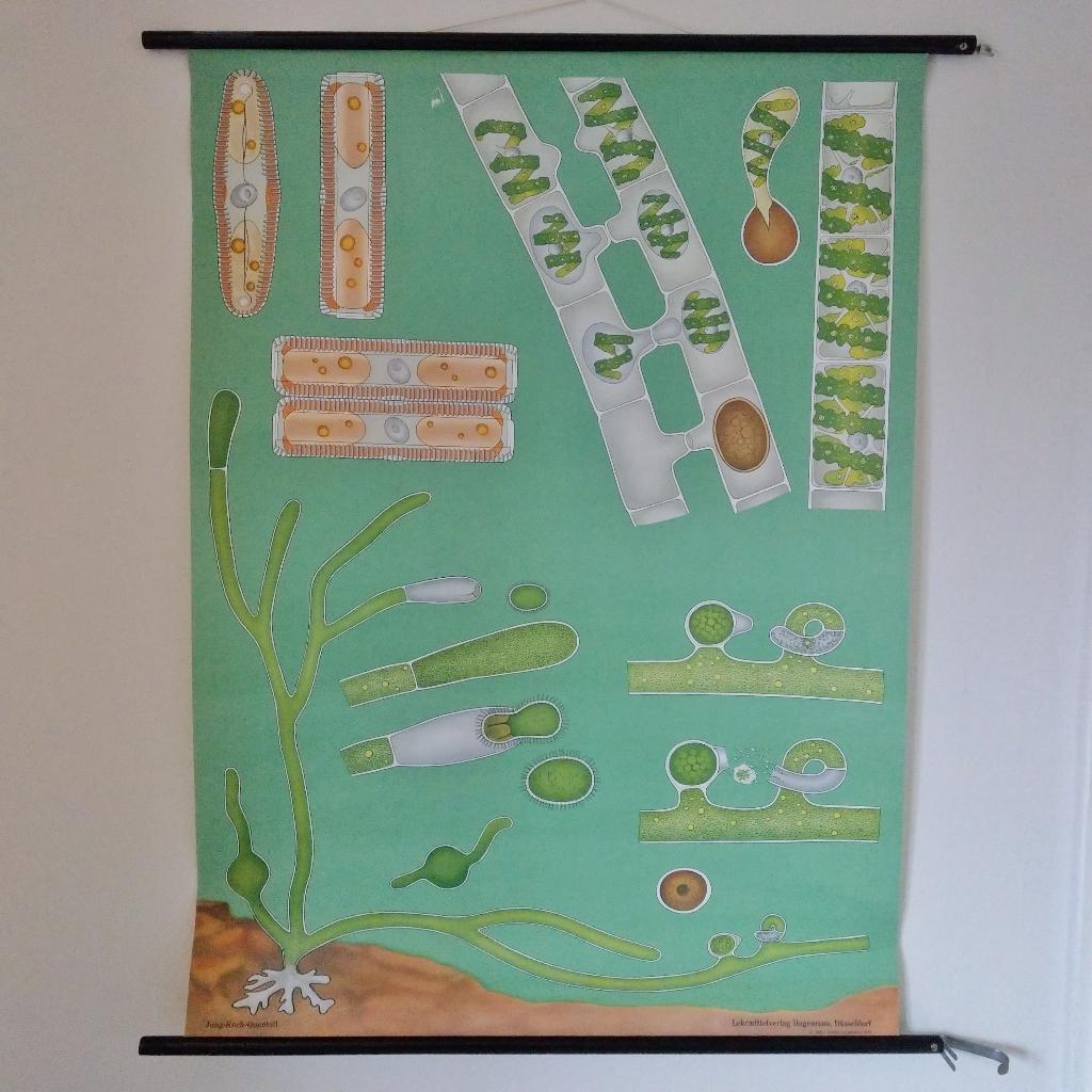 Schoolplaat Algen – Jung Koch Quentell, Antiek en Kunst, Antiek | Schoolplaten, Ophalen of Verzenden, Natuur en Biologie