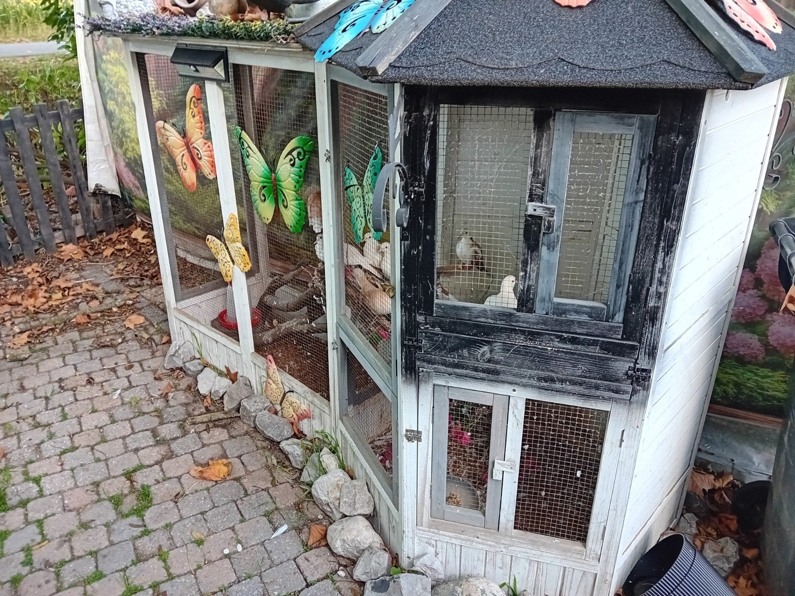 mooie duivenhok, Vrouwelijk, Overige soorten