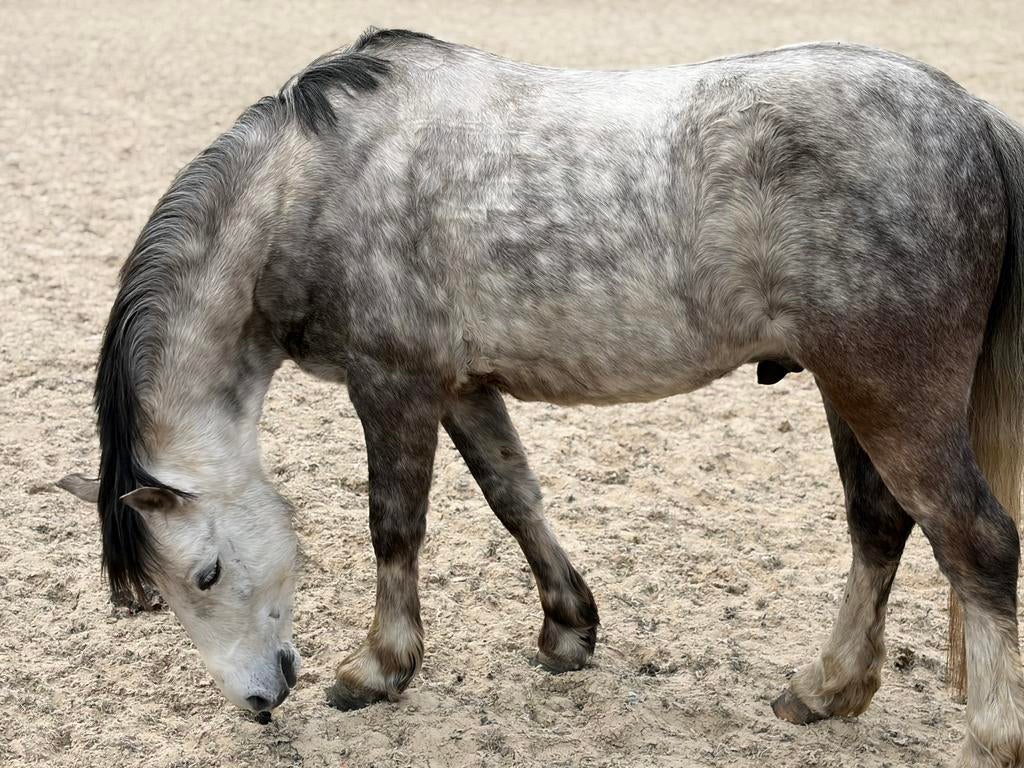 Lieve knappe A welsh te koop, Dieren en Toebehoren, Pony's, Ruin, A pony (tot 1.17m), Ingeënt