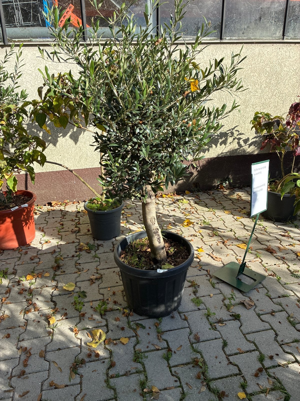Olijfboom - Mediterrane sfeer in uw tuin!, Volle zon, Vaste plant, Bloeit niet, Ophalen