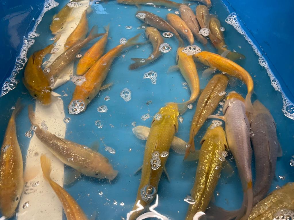 Zeer mooie chagoi karashigoi ochiba saragoi, Karper of Koi