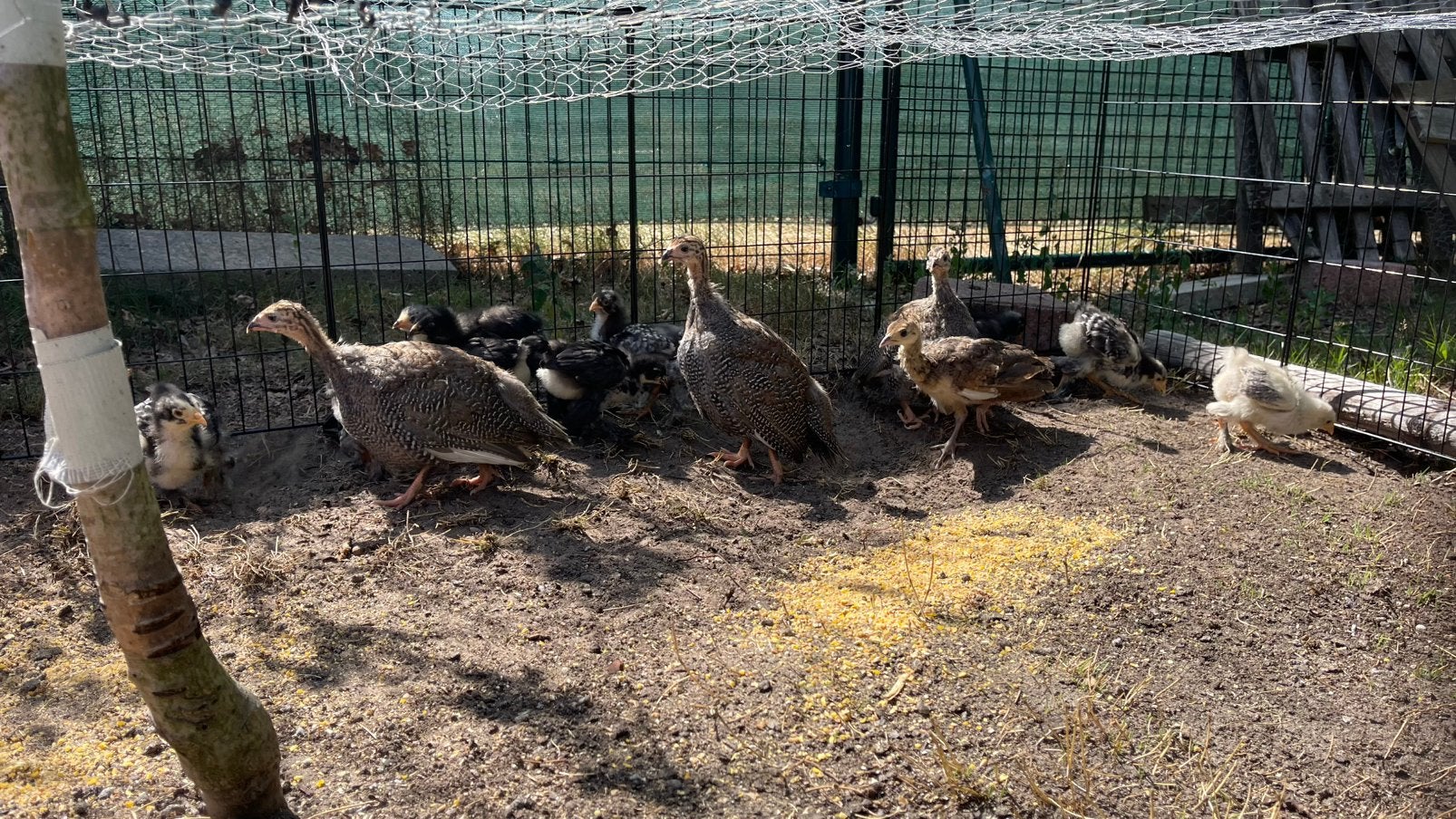 Kuikens., Dieren en Toebehoren, Meerdere dieren, Kip